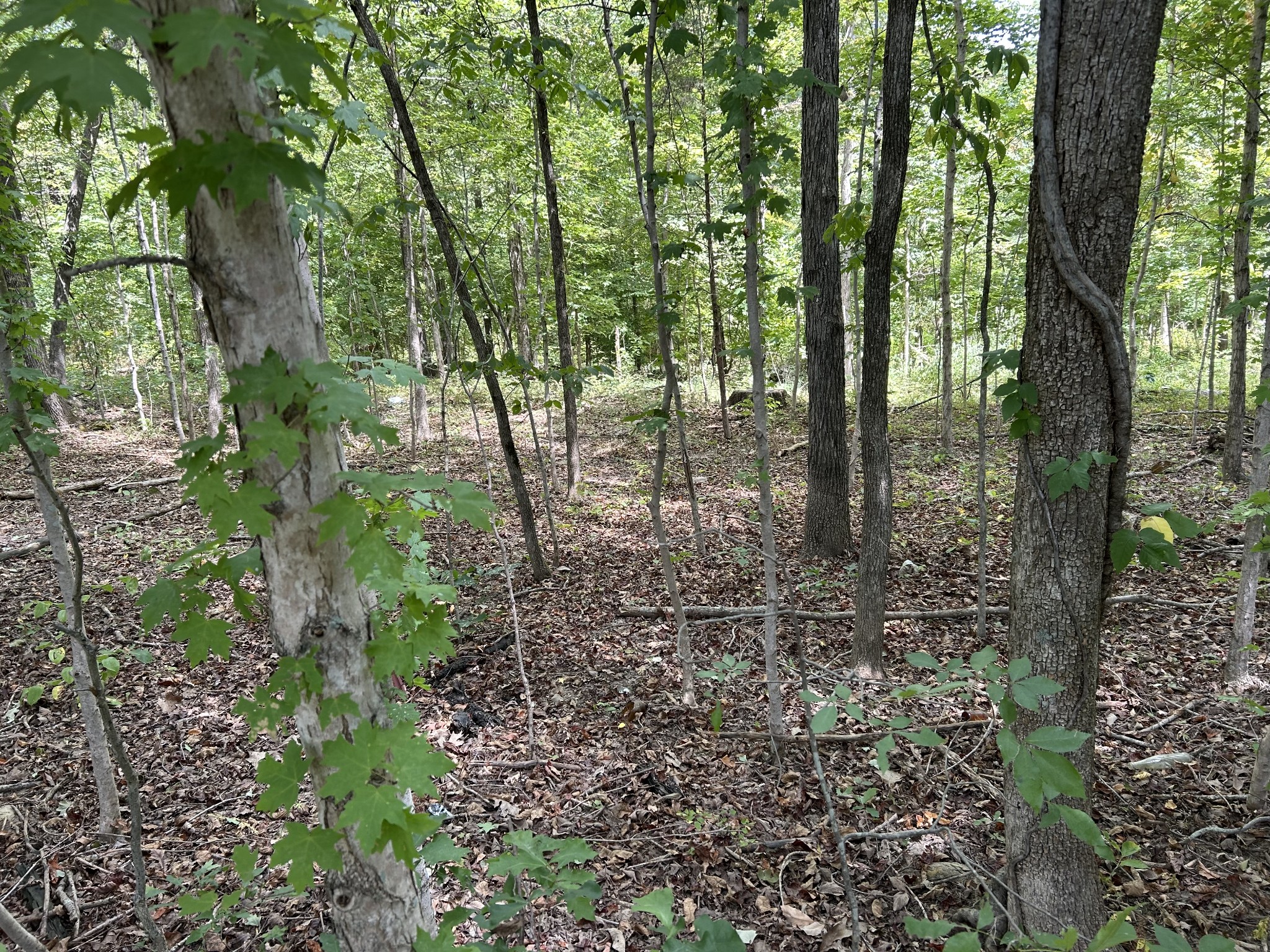 0 Highway 49 Property Photo 1