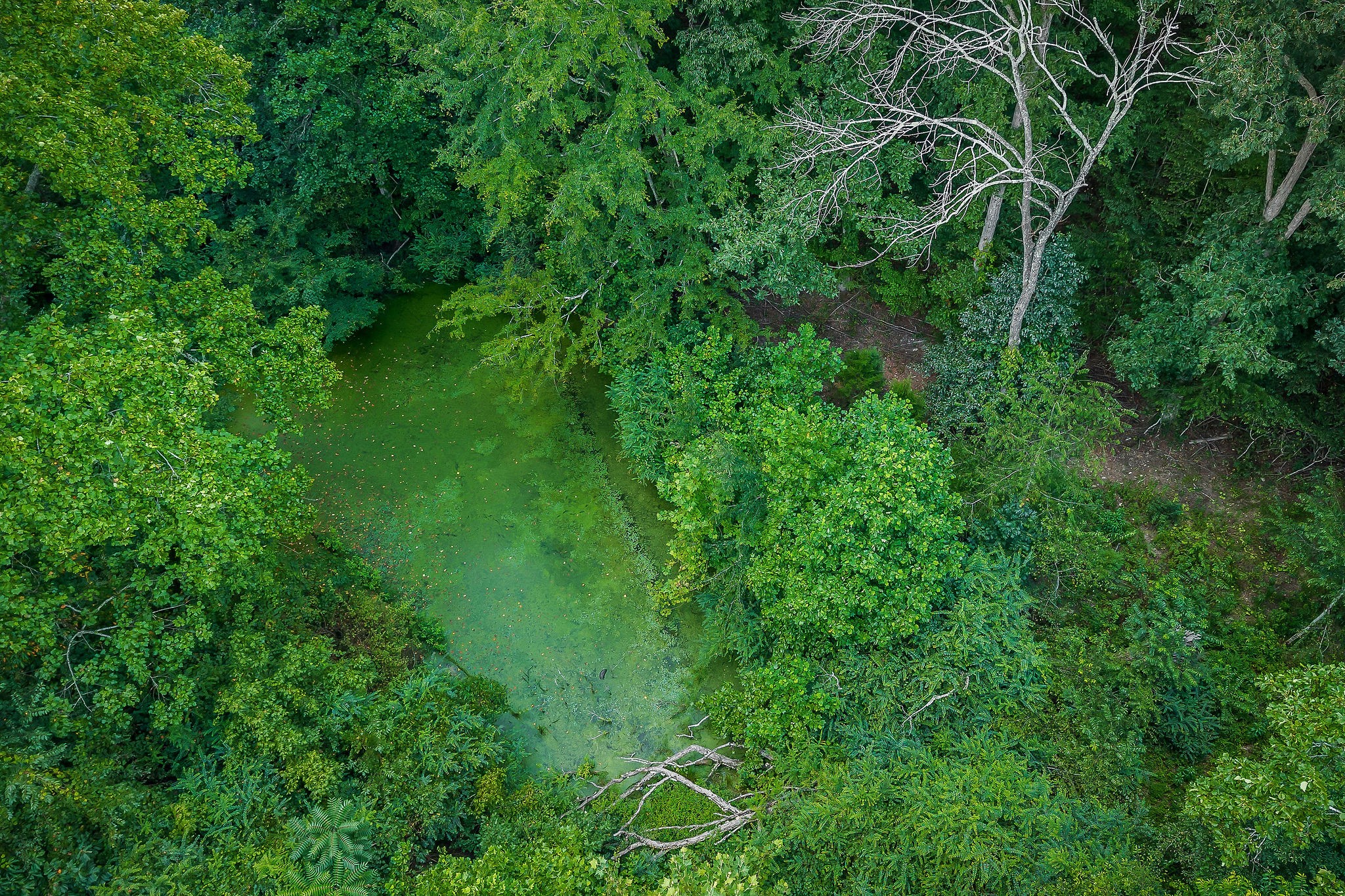 15112 Dodson Branch Hwy Property Photo 8