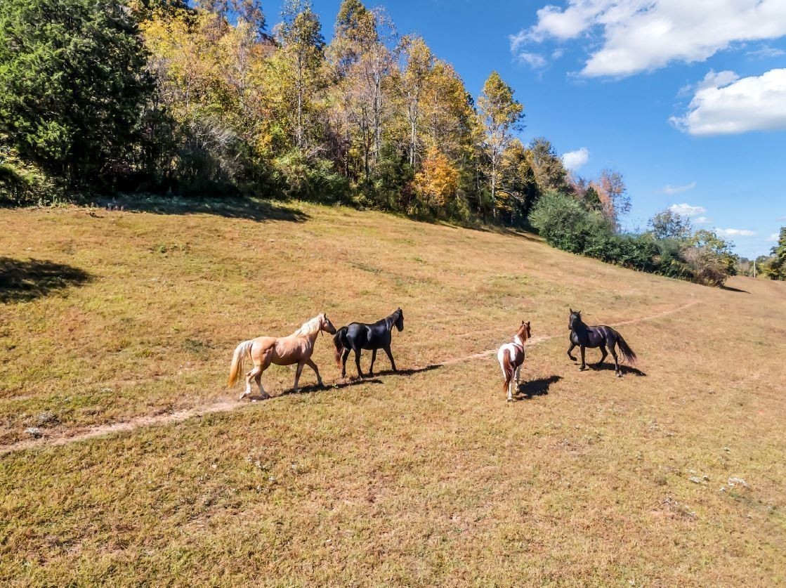 13581 Campbellsville Rd Lot 4 Property Photo 3