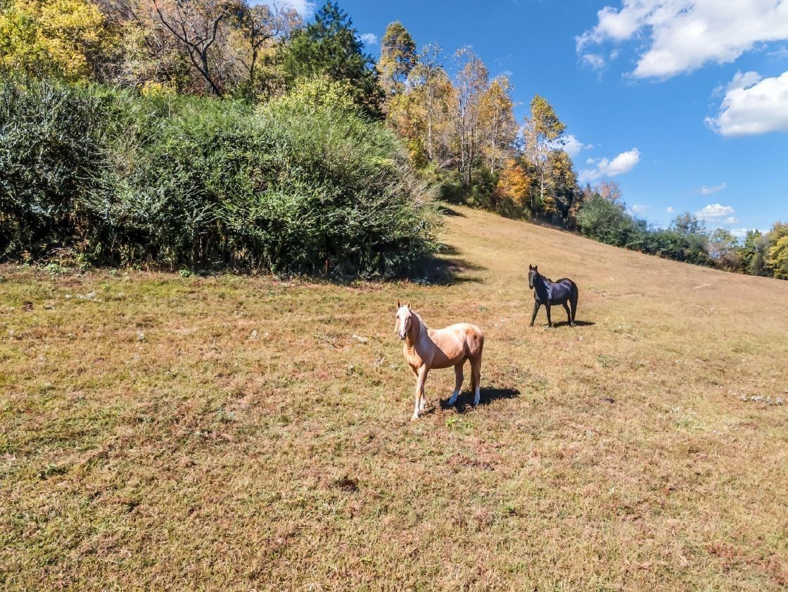 13581 Campbellsville Rd Lot 4 Property Photo 11