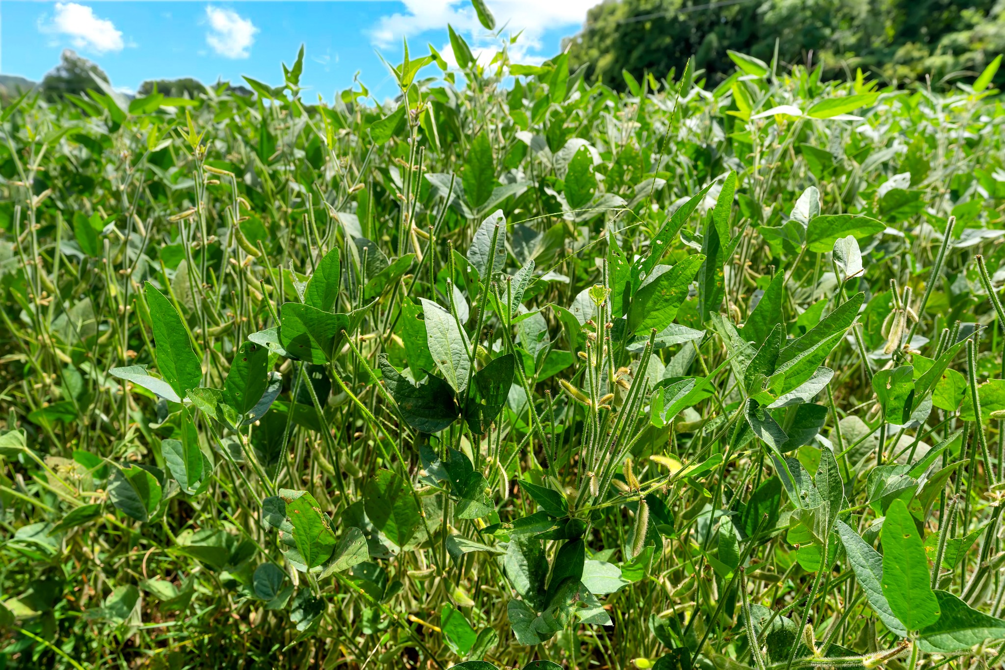 0 Red Hill Rd Property Photo 2