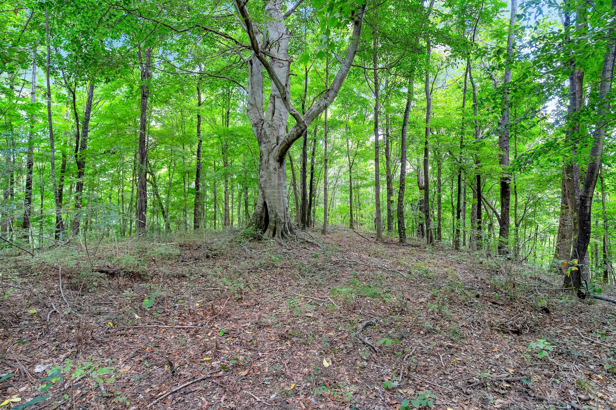 0 Red Hill Rd Property Photo 4