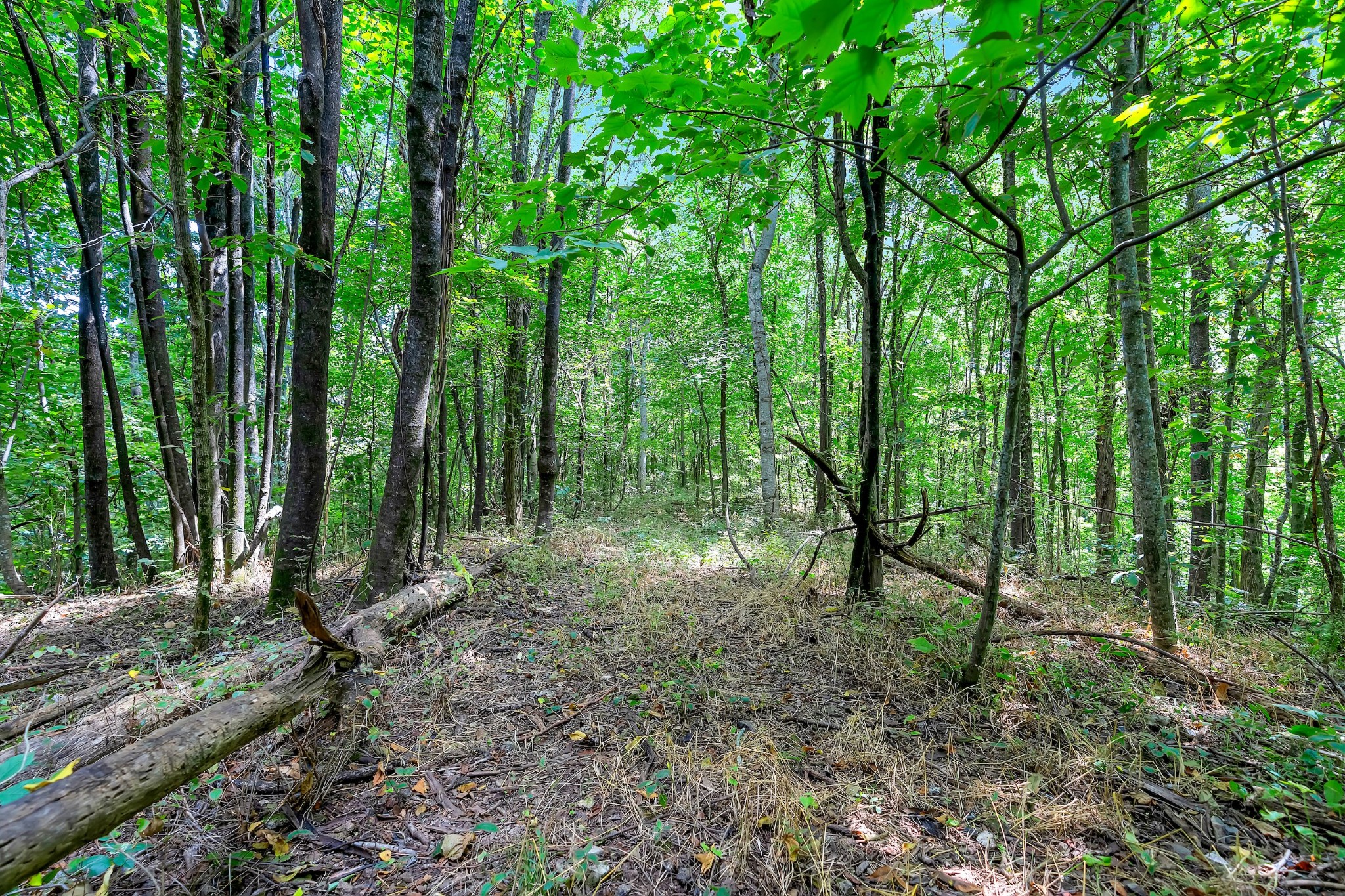 0 Red Hill Rd Property Photo 5