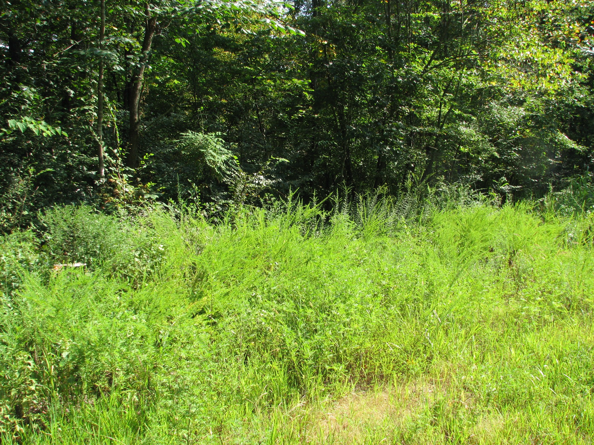 0 Sycamore Landing Rd Property Photo 1