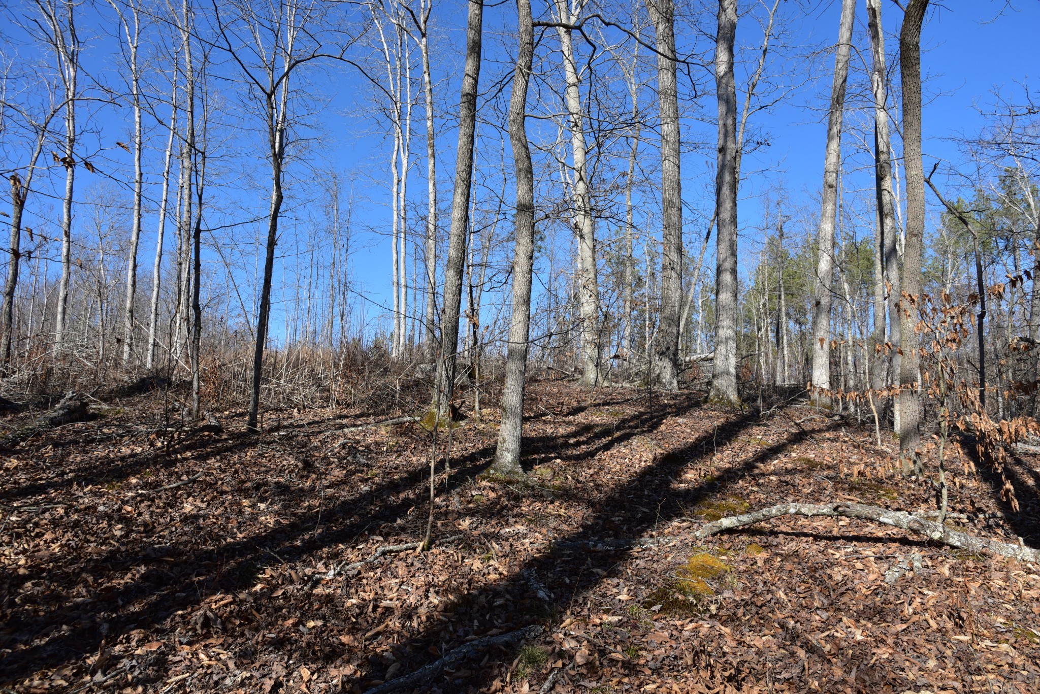 0 White Oak Rd Property Photo 11