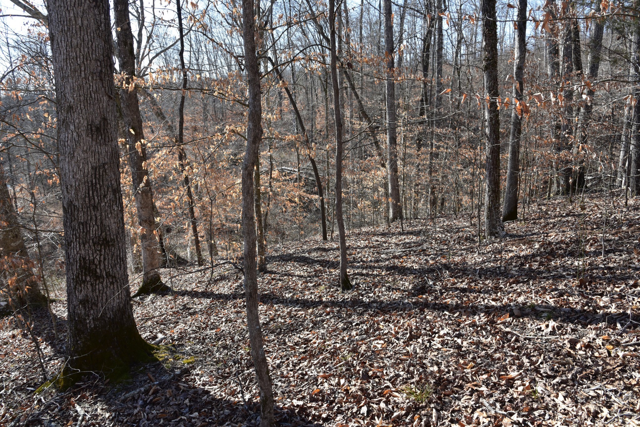 0 White Oak Rd Property Photo 12