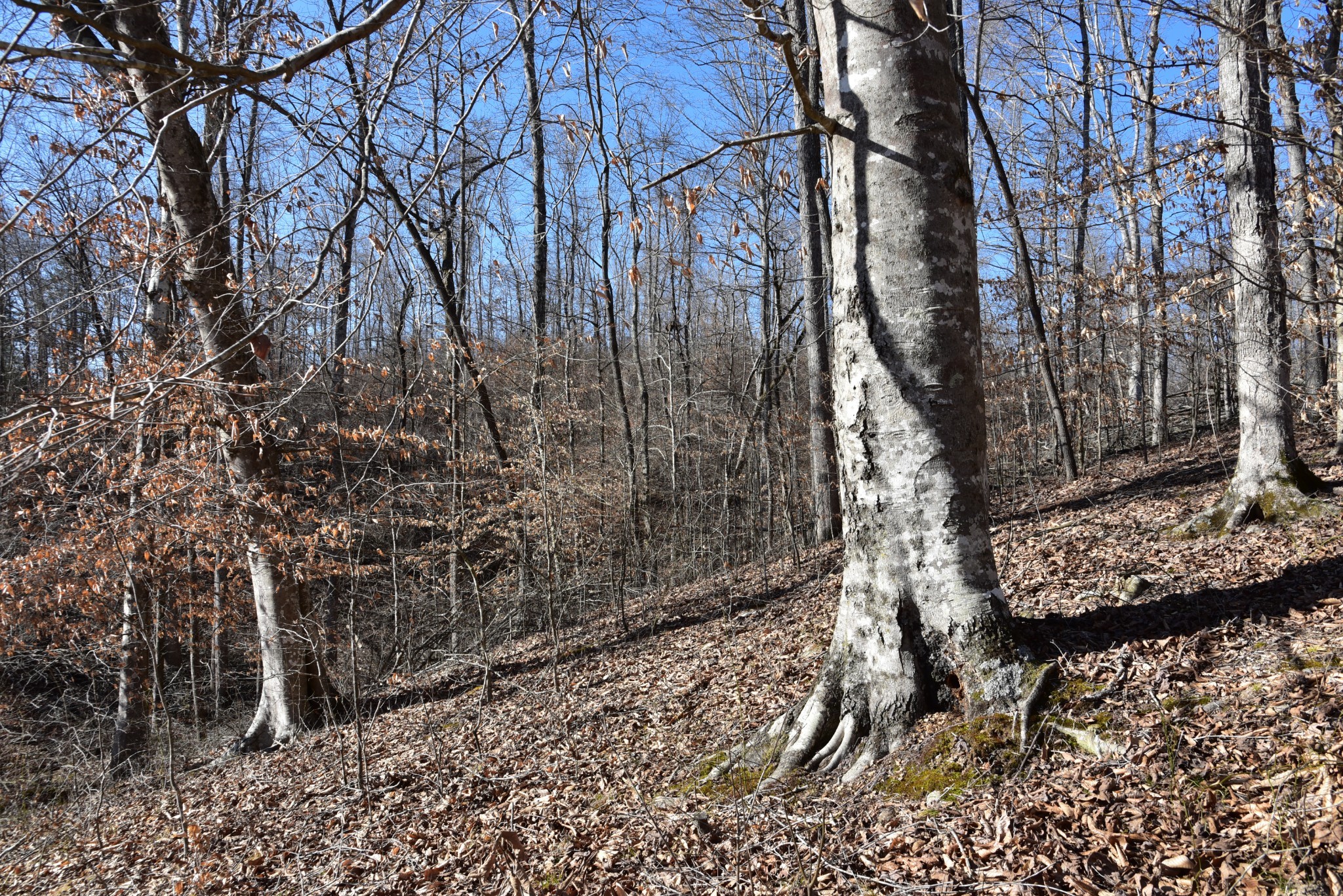 0 White Oak Rd Property Photo 27