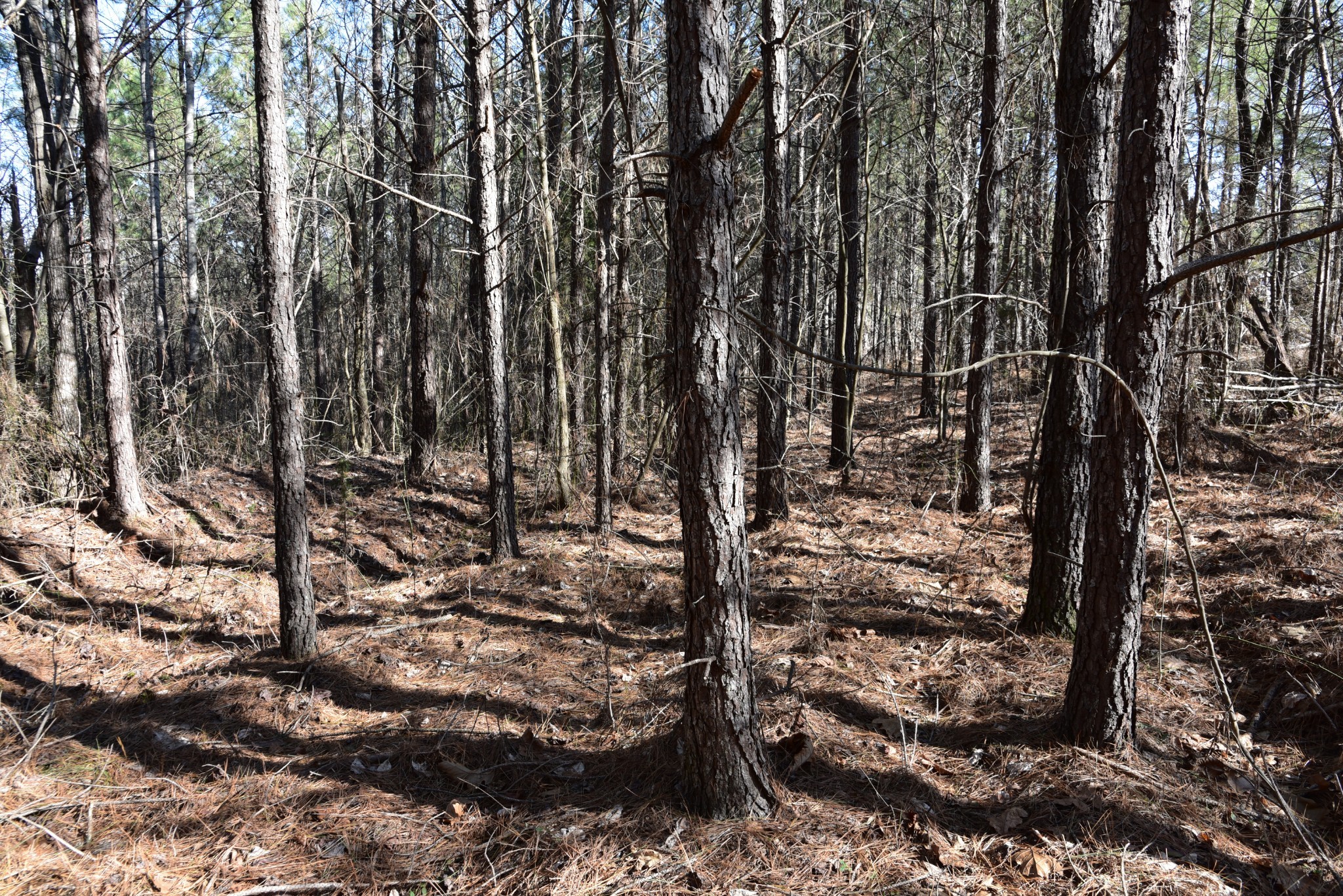 0 White Oak Rd Property Photo 9