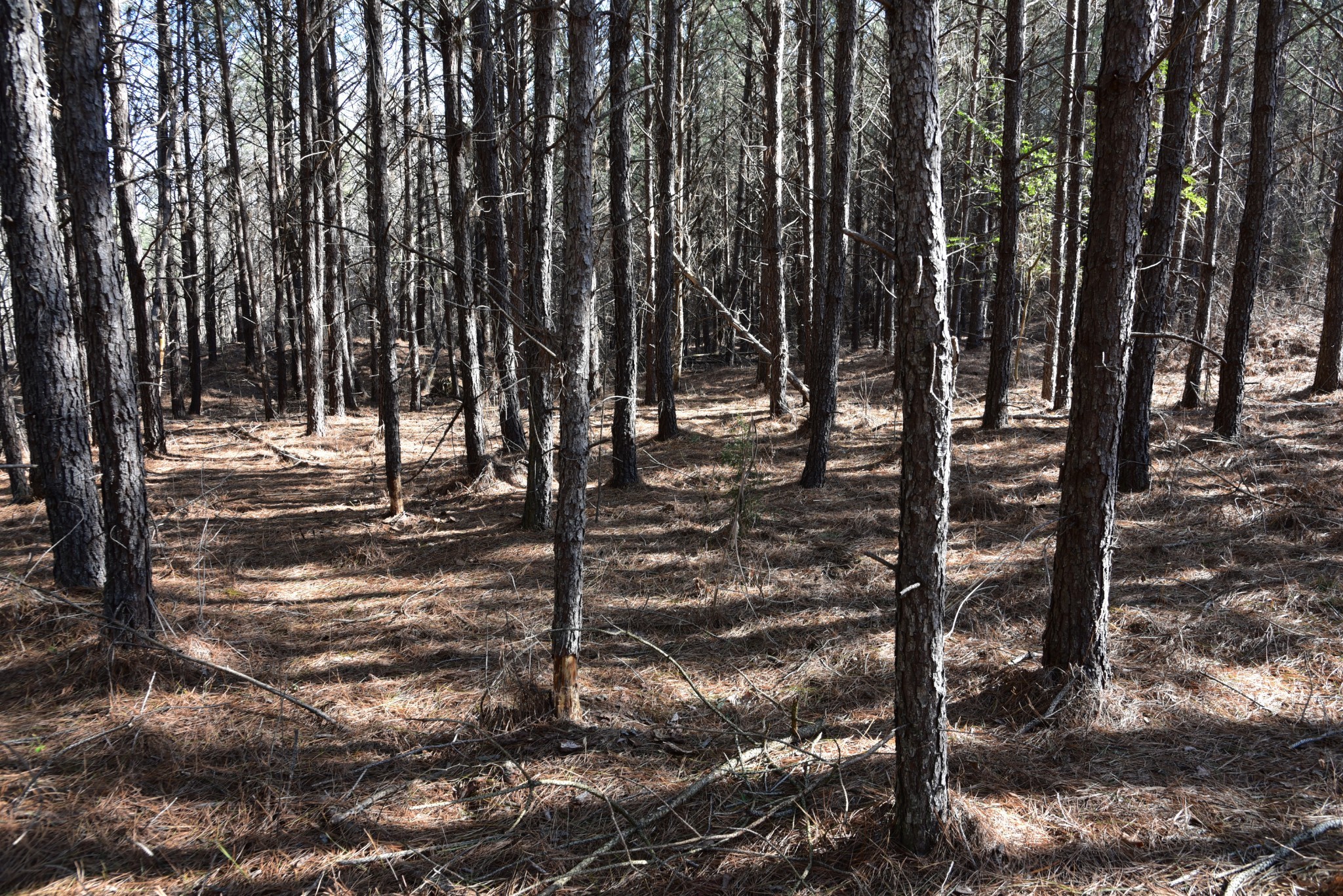 0 White Oak Rd Property Photo 10