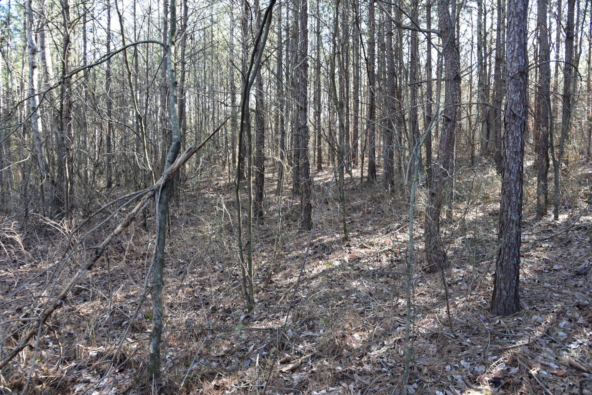 0 White Oak Rd Property Photo 11