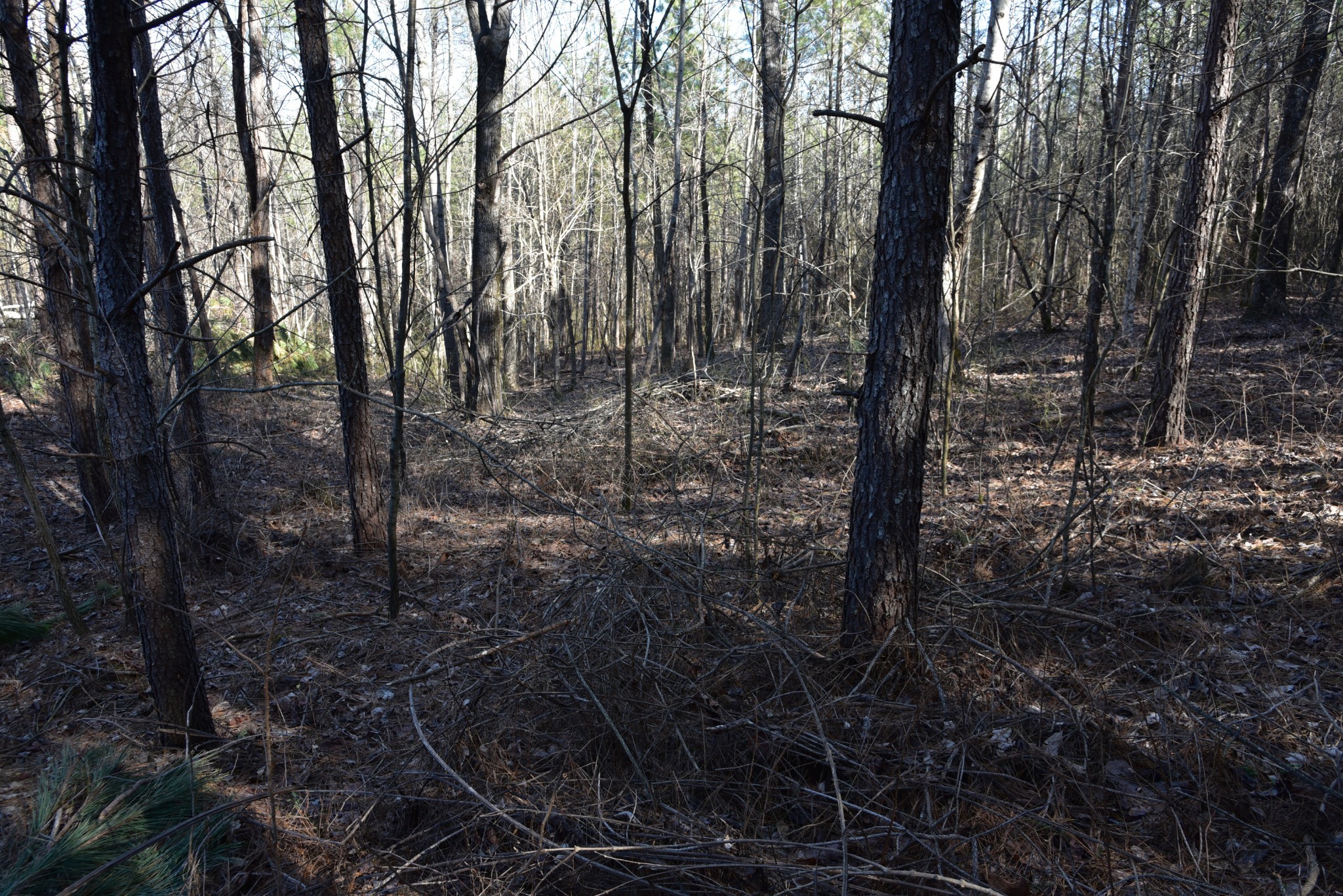 0 White Oak Rd Property Photo 15