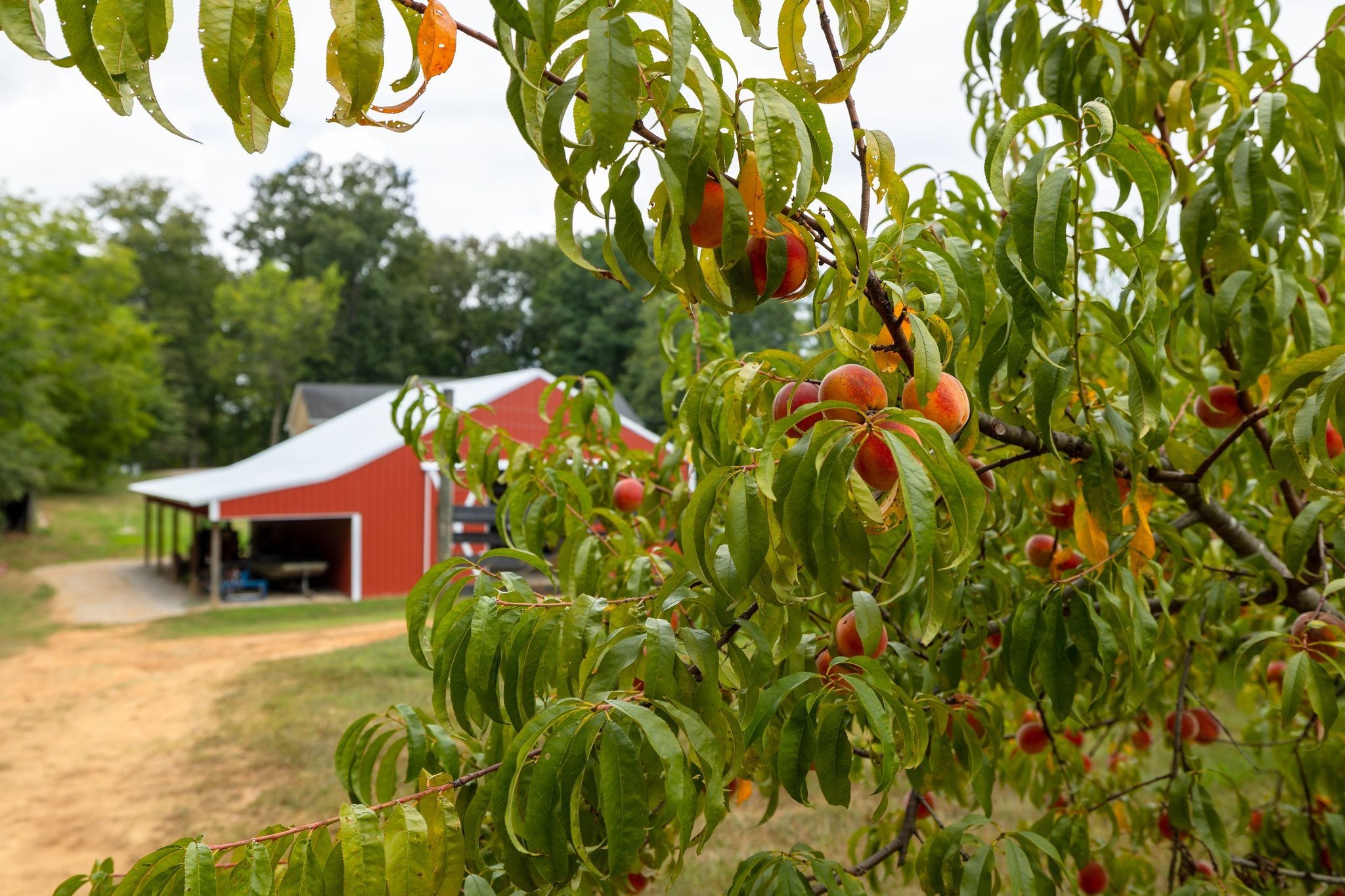 2350 Joe Brown Rd Property Photo 3