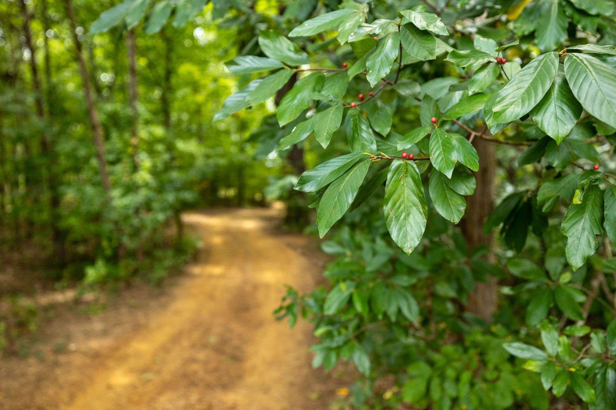 2350 Joe Brown Rd Property Photo 6