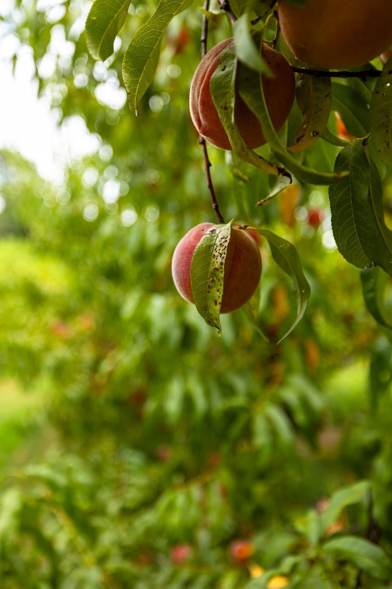 2350 Joe Brown Rd Property Photo 8