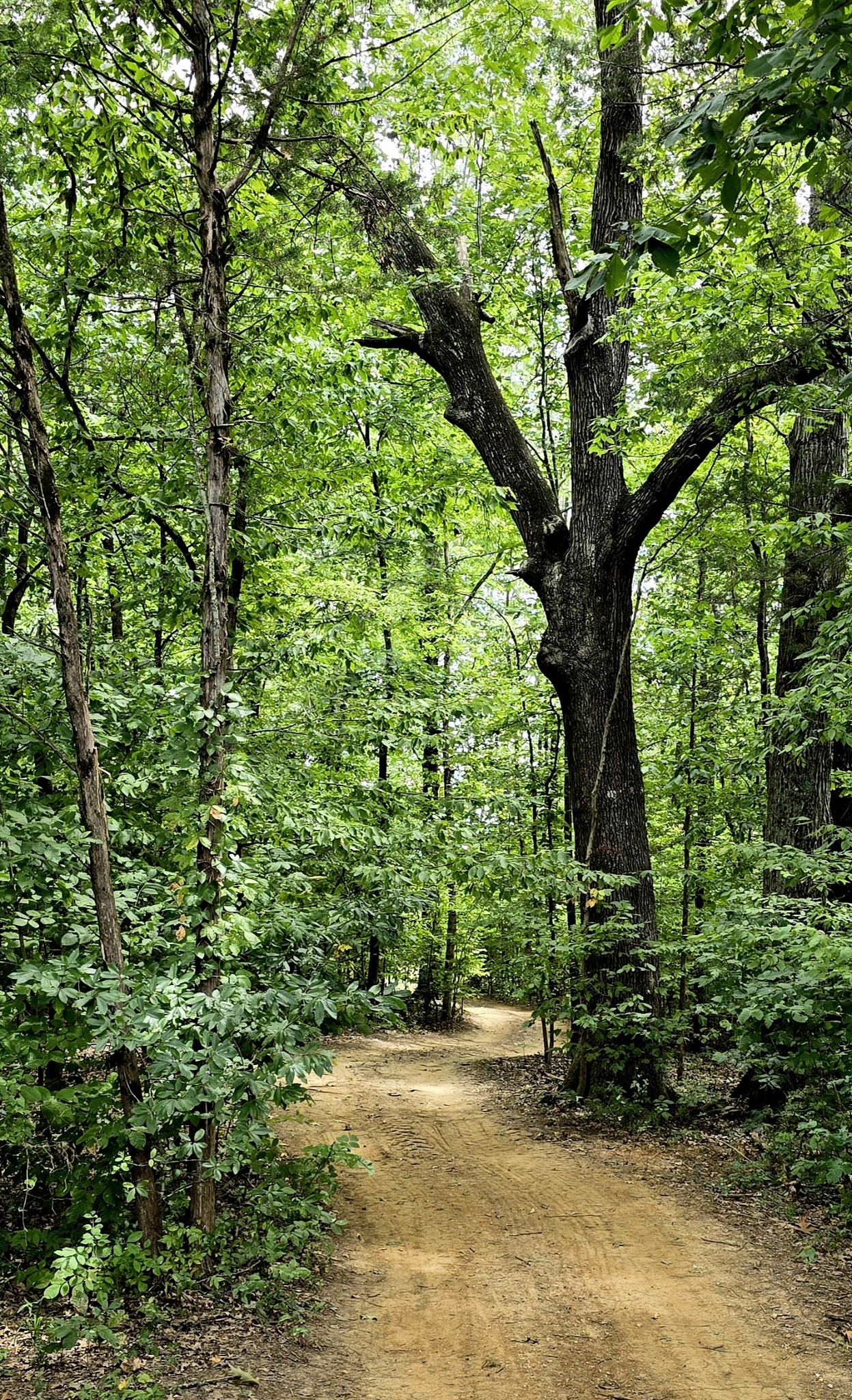 2350 Joe Brown Rd Property Photo 11