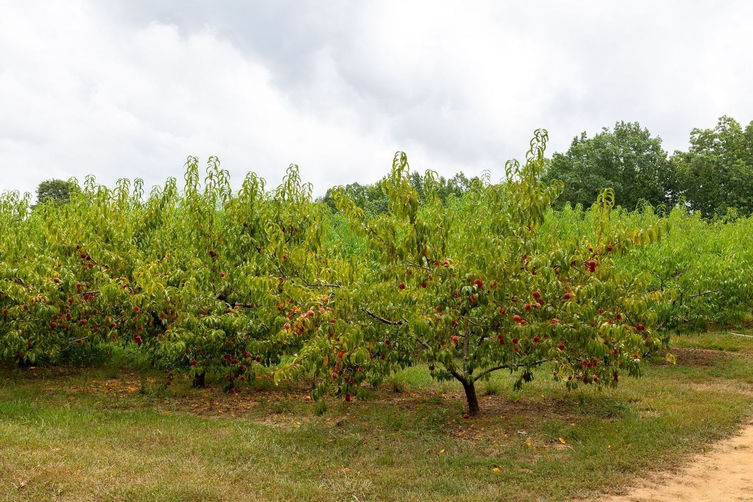 2350 Joe Brown Rd Property Photo 60