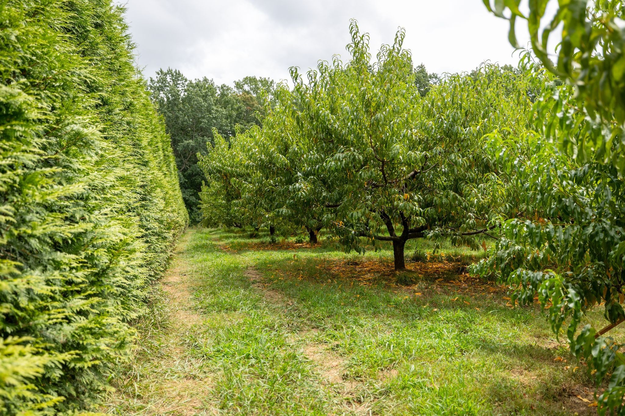 2350 Joe Brown Rd Property Photo 61