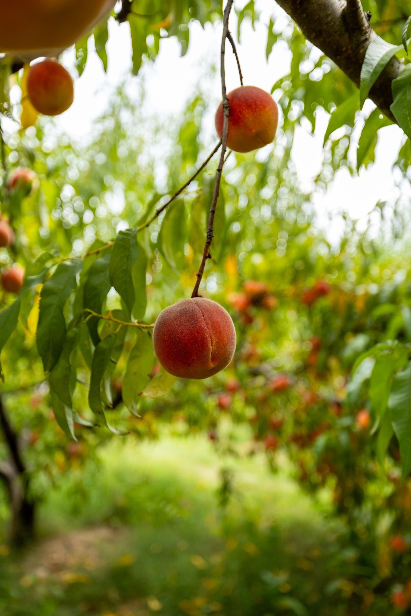 2350 Joe Brown Rd Property Photo 63