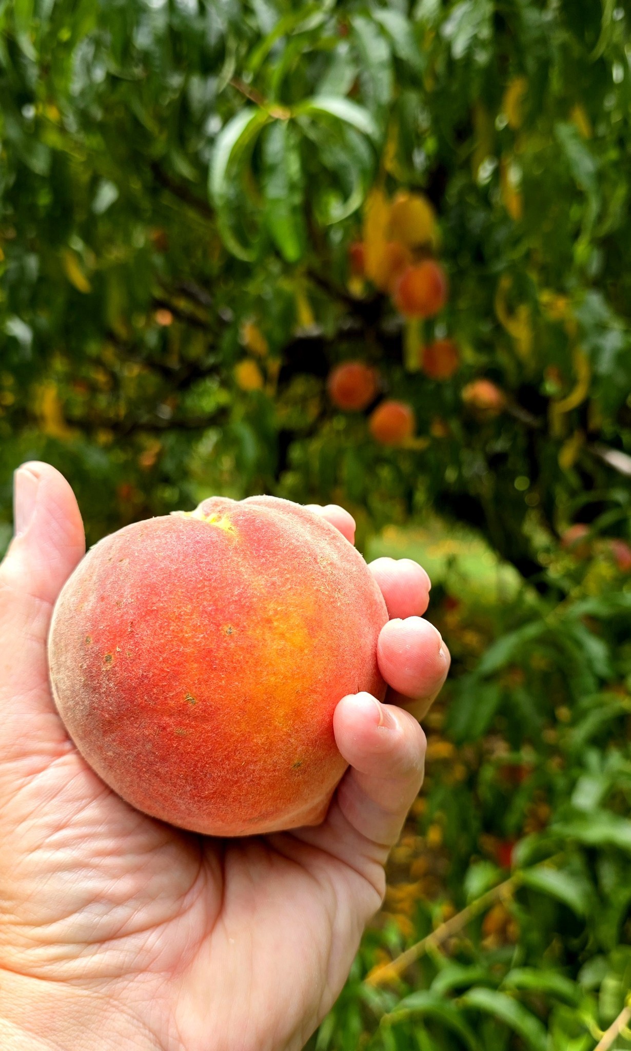 2350 Joe Brown Rd Property Photo 79