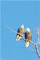 192 Diamond Point Drive Property Photo 7
