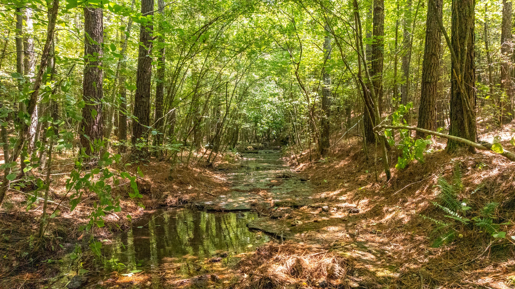 0 Ridgetop Rd Property Photo 50