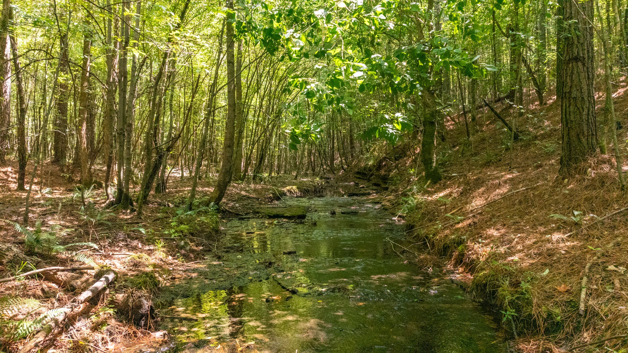 0 Ridgetop Rd Property Photo 51