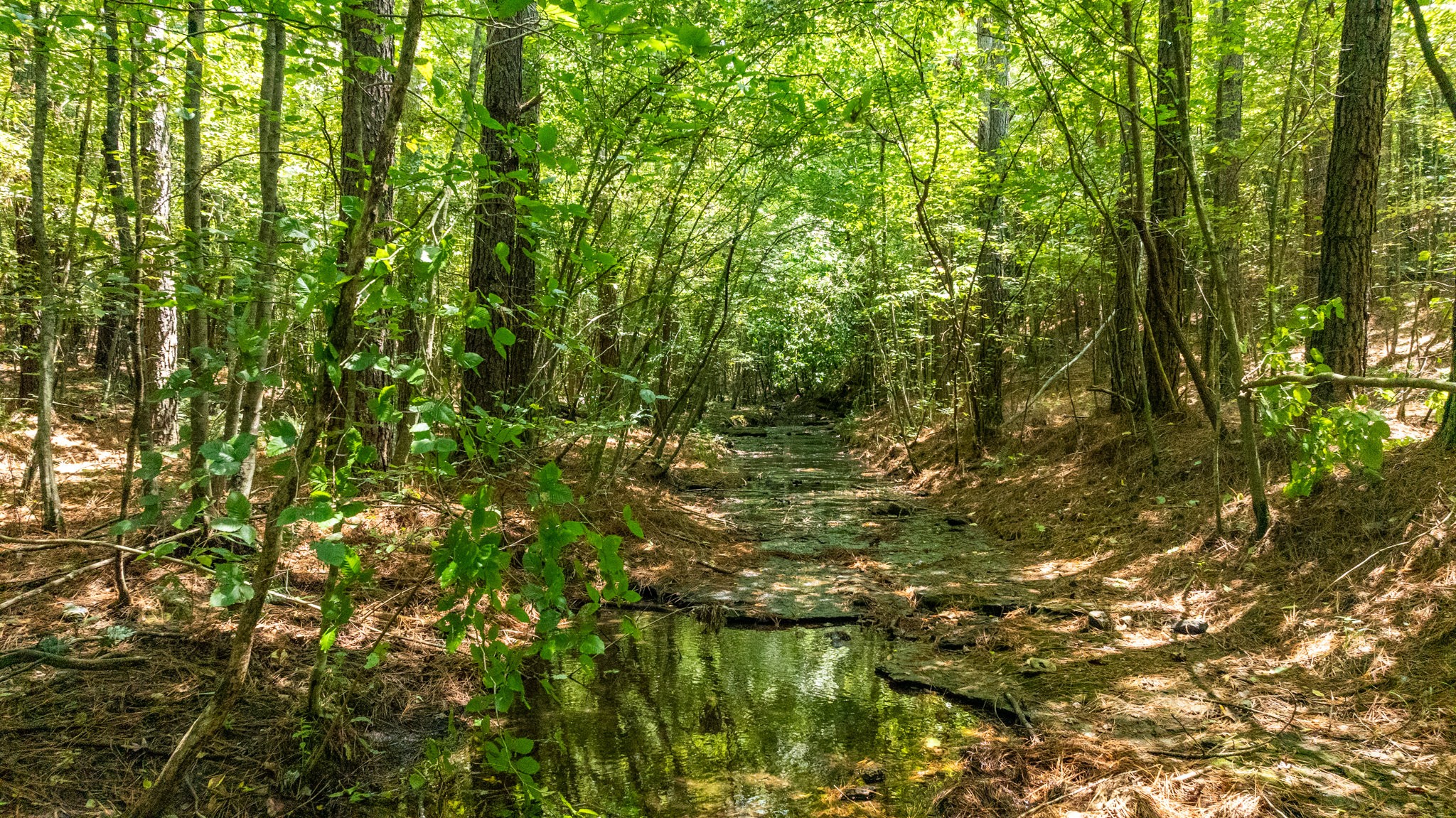 0 Ridgetop Rd Property Photo 52