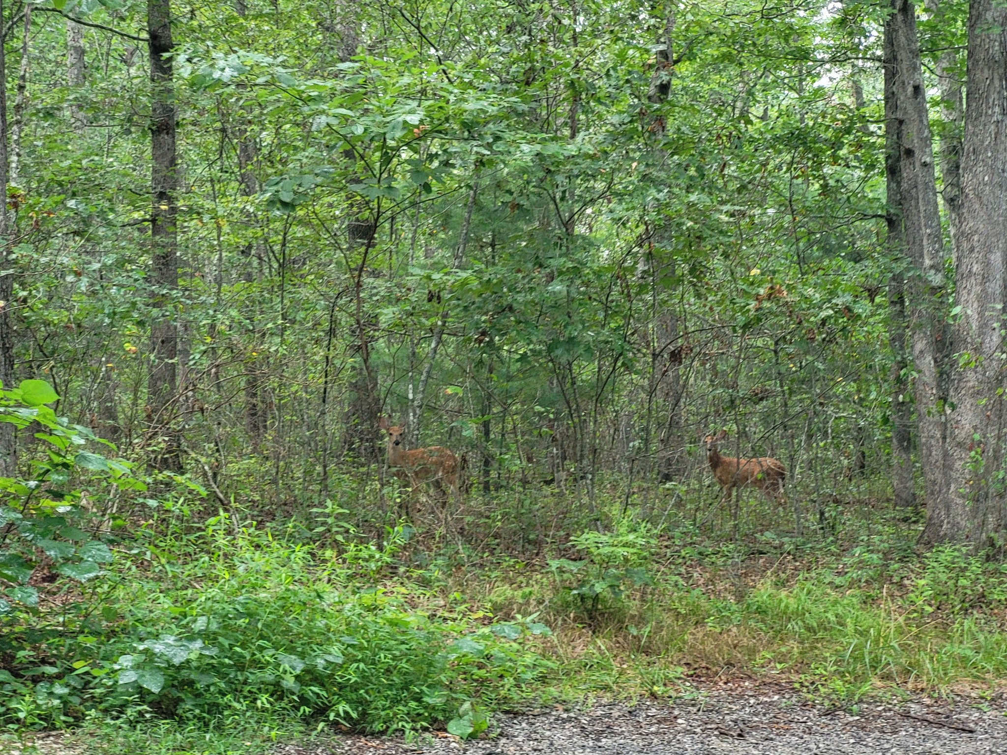 9004 Hondo Loop Property Photo 4