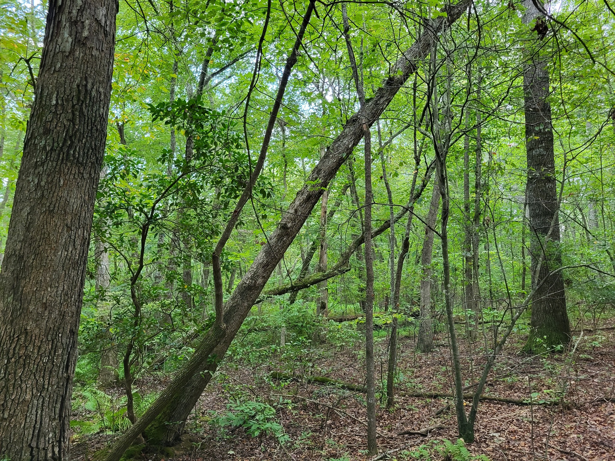 9004 Hondo Loop Property Photo 5