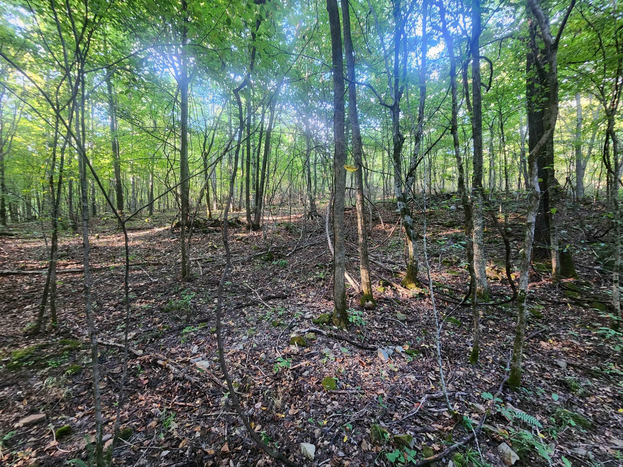 0 Blowing Springs Property Photo 6