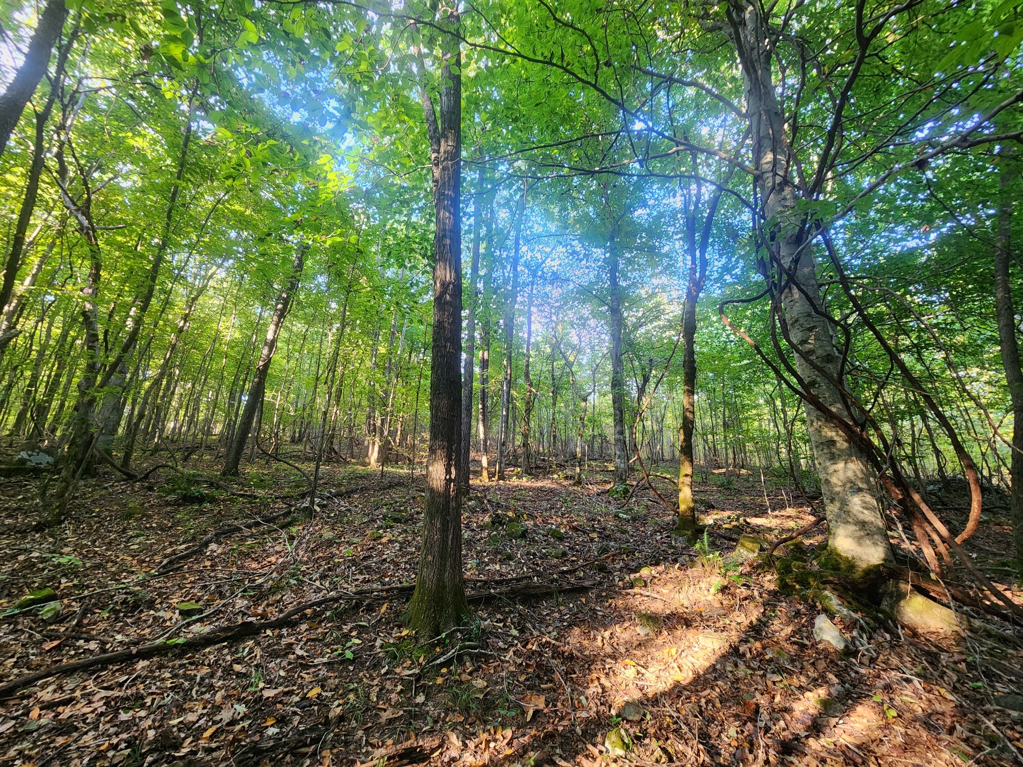 0 Blowing Springs Property Photo 7