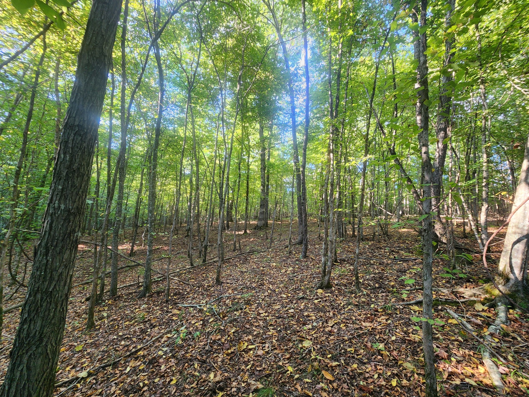 0 Blowing Springs Property Photo 8