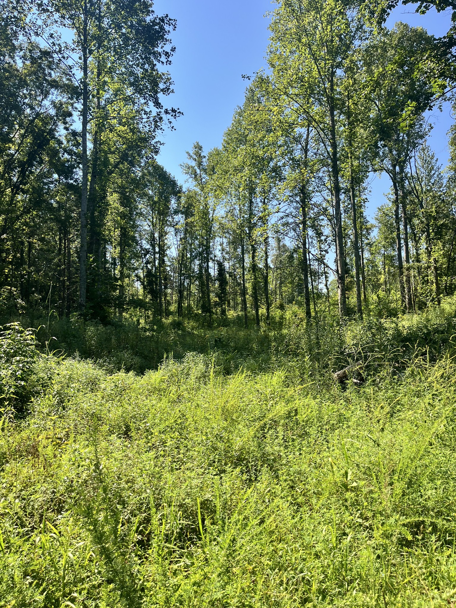 0 Big Sink Road Property Photo 2