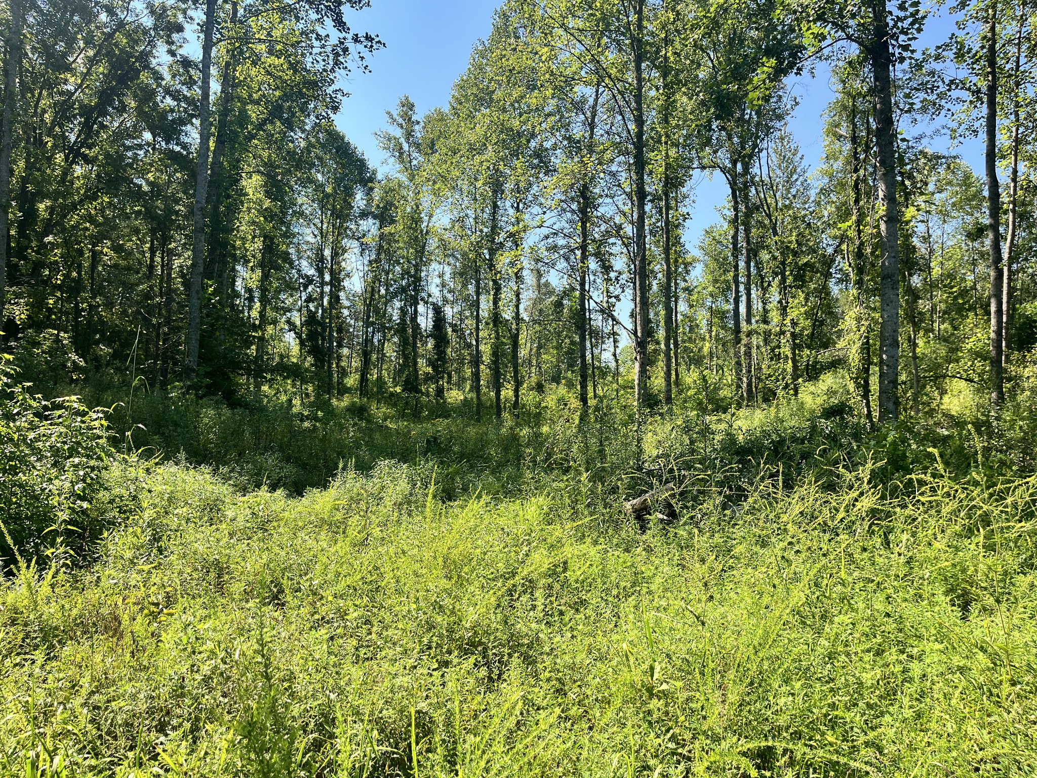 0 Big Sink Road Property Photo 3