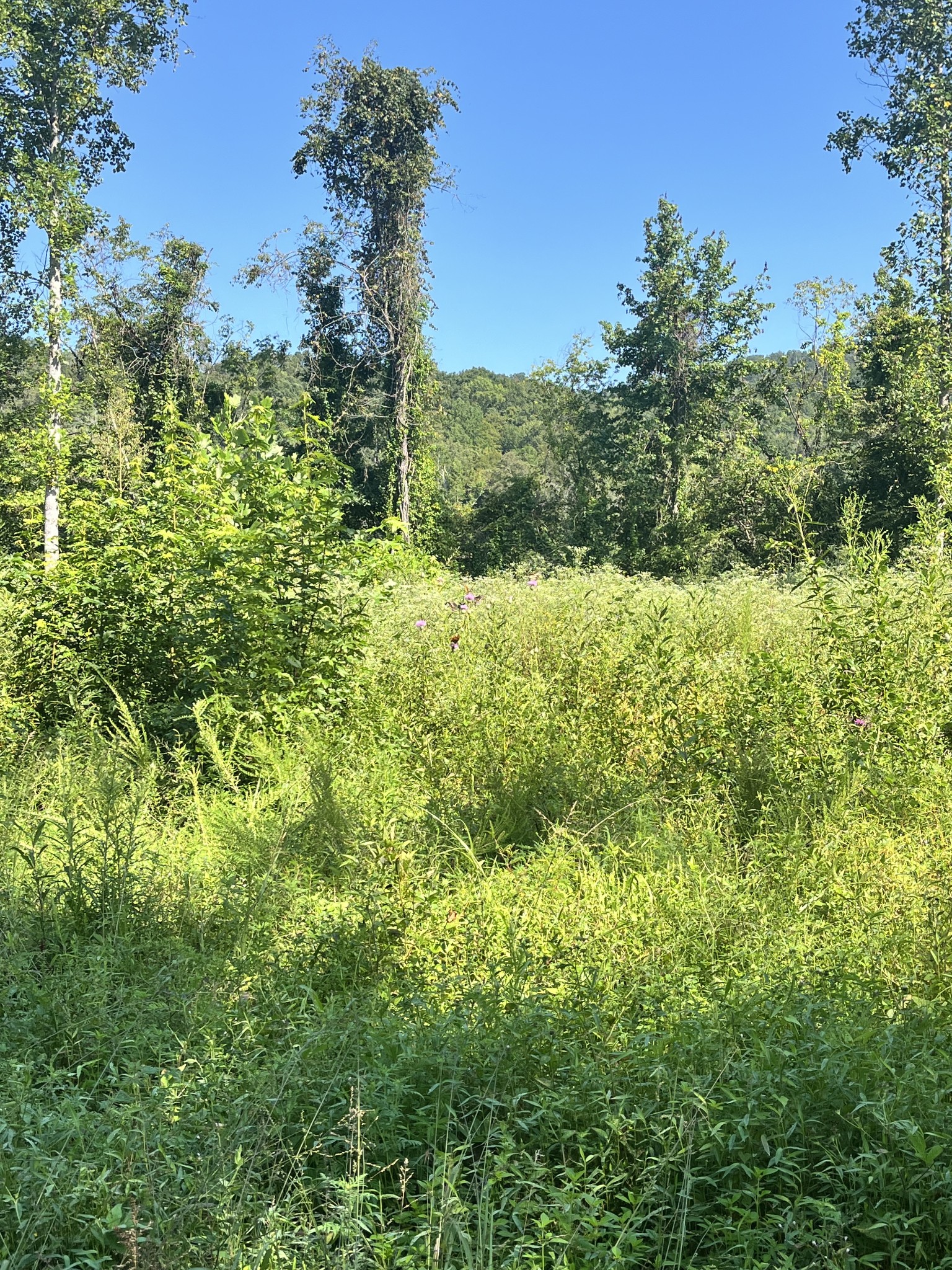 0 Big Sink Road Property Photo 4