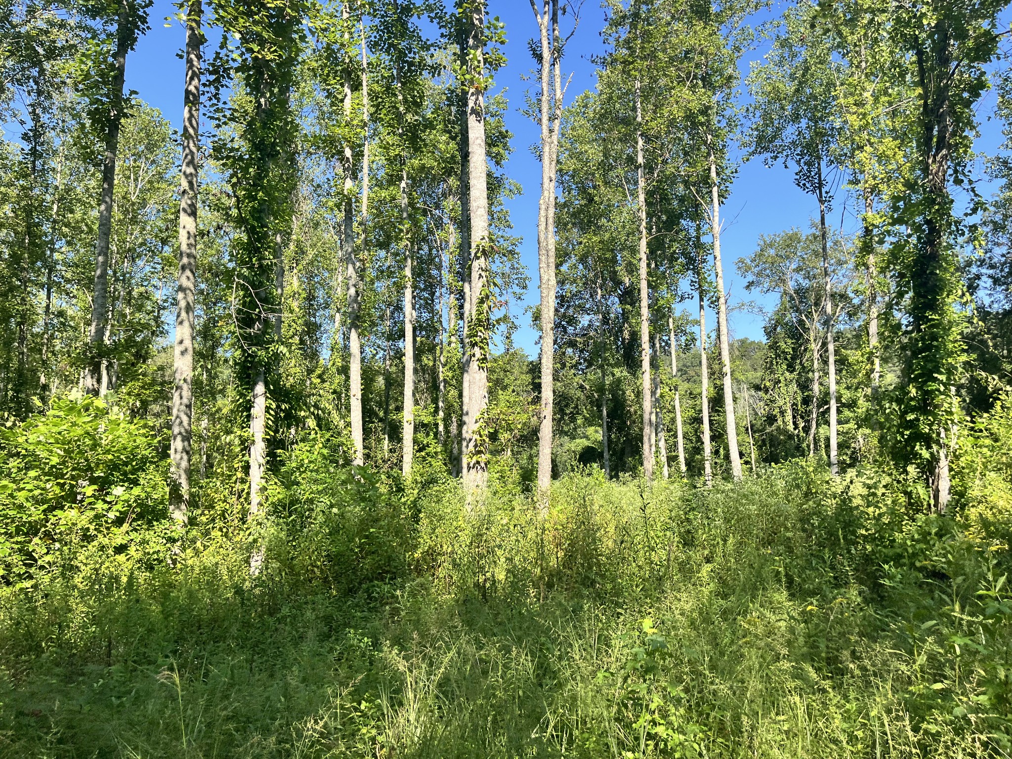 0 Big Sink Road Property Photo 5