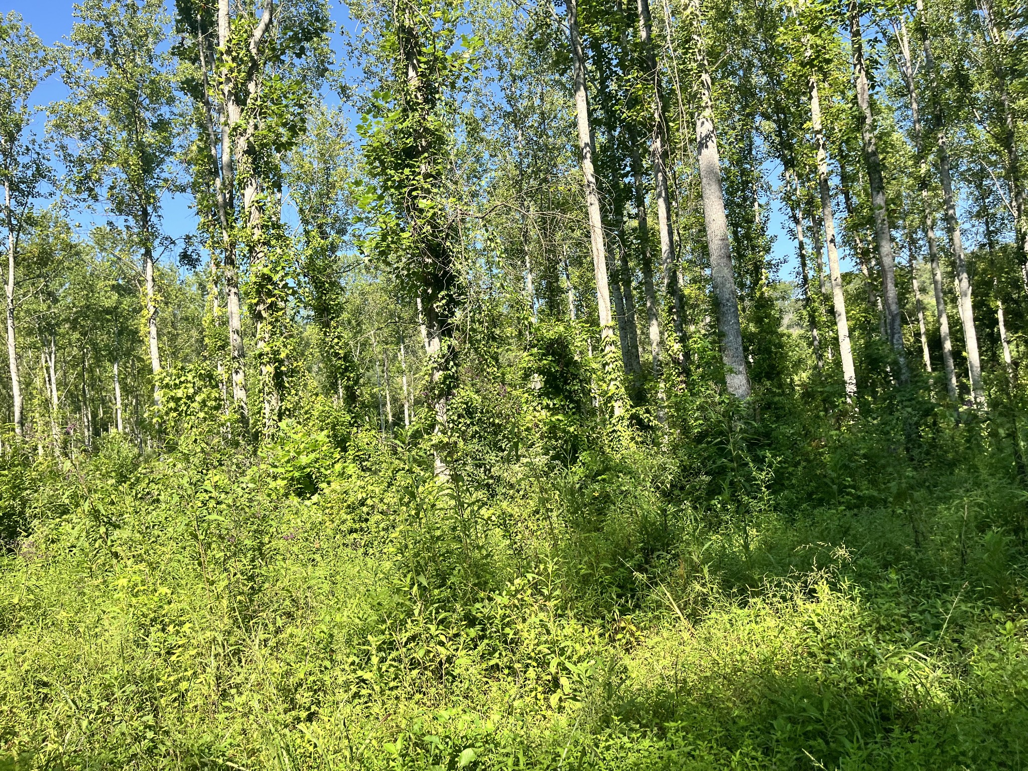 0 Big Sink Road Property Photo 6