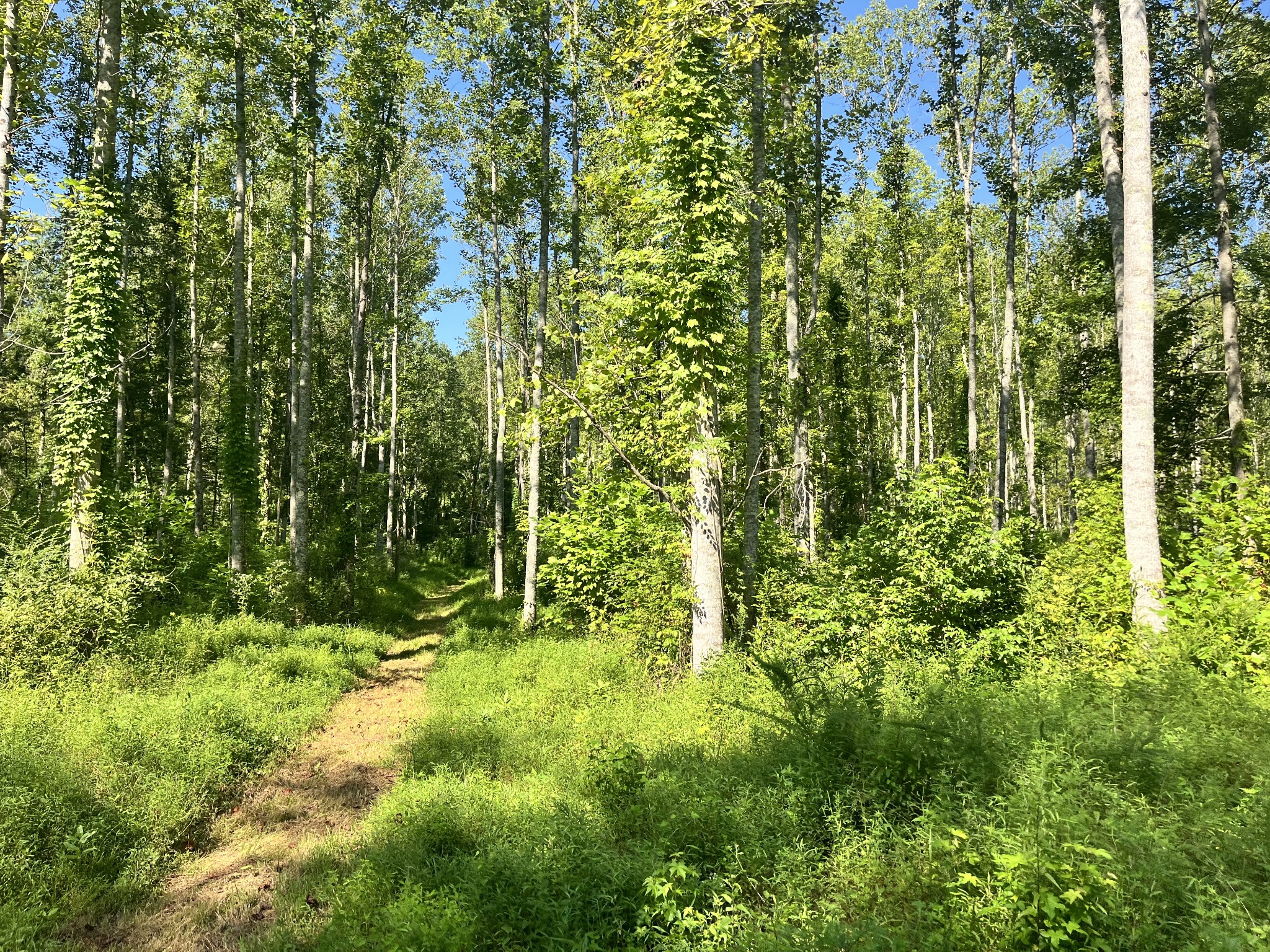 0 Big Sink Road Property Photo 7
