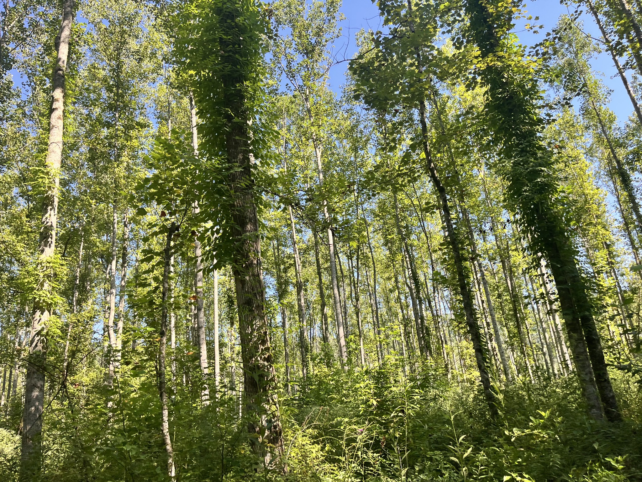 0 Big Sink Road Property Photo 8