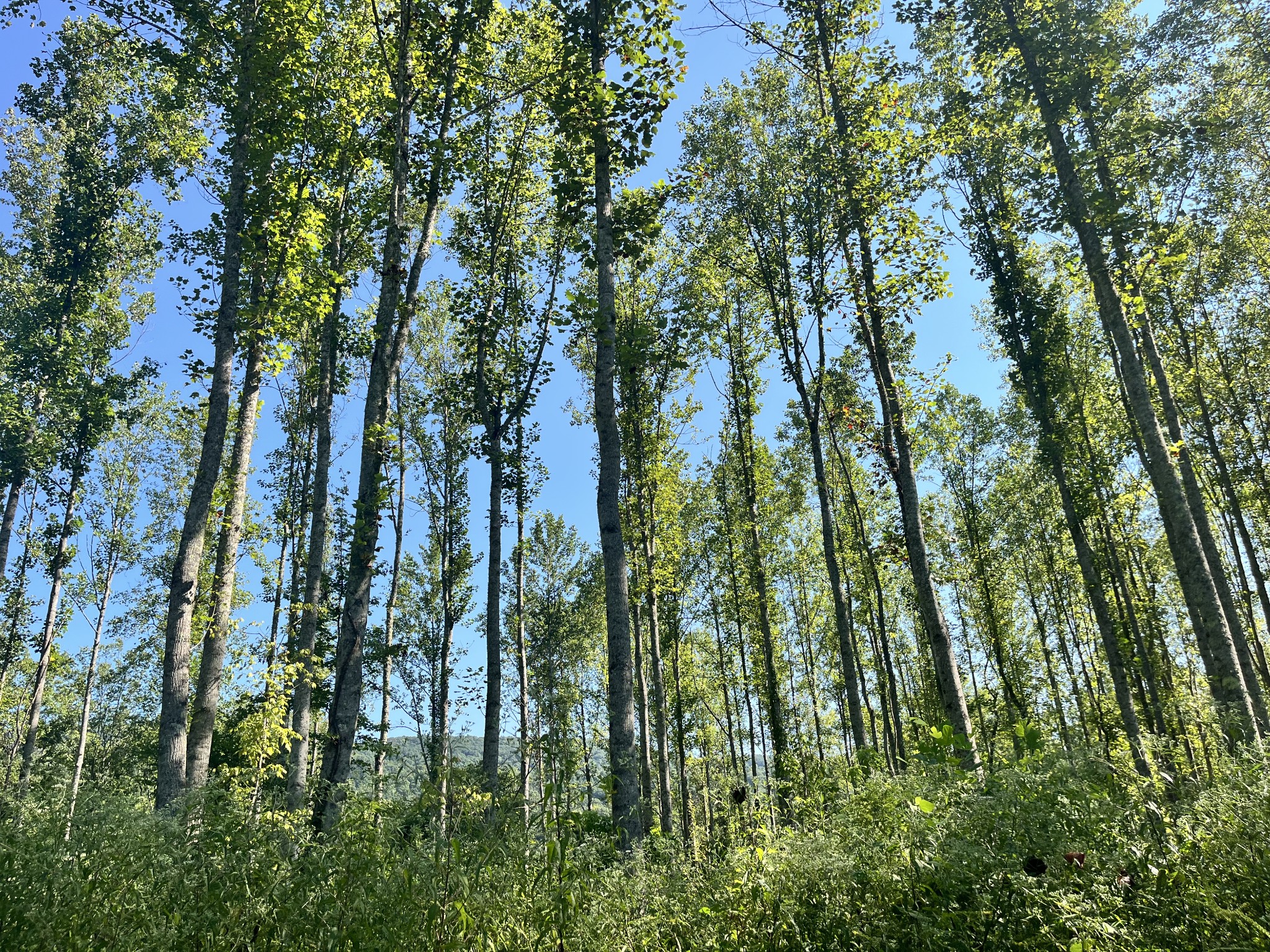 0 Big Sink Road Property Photo 9