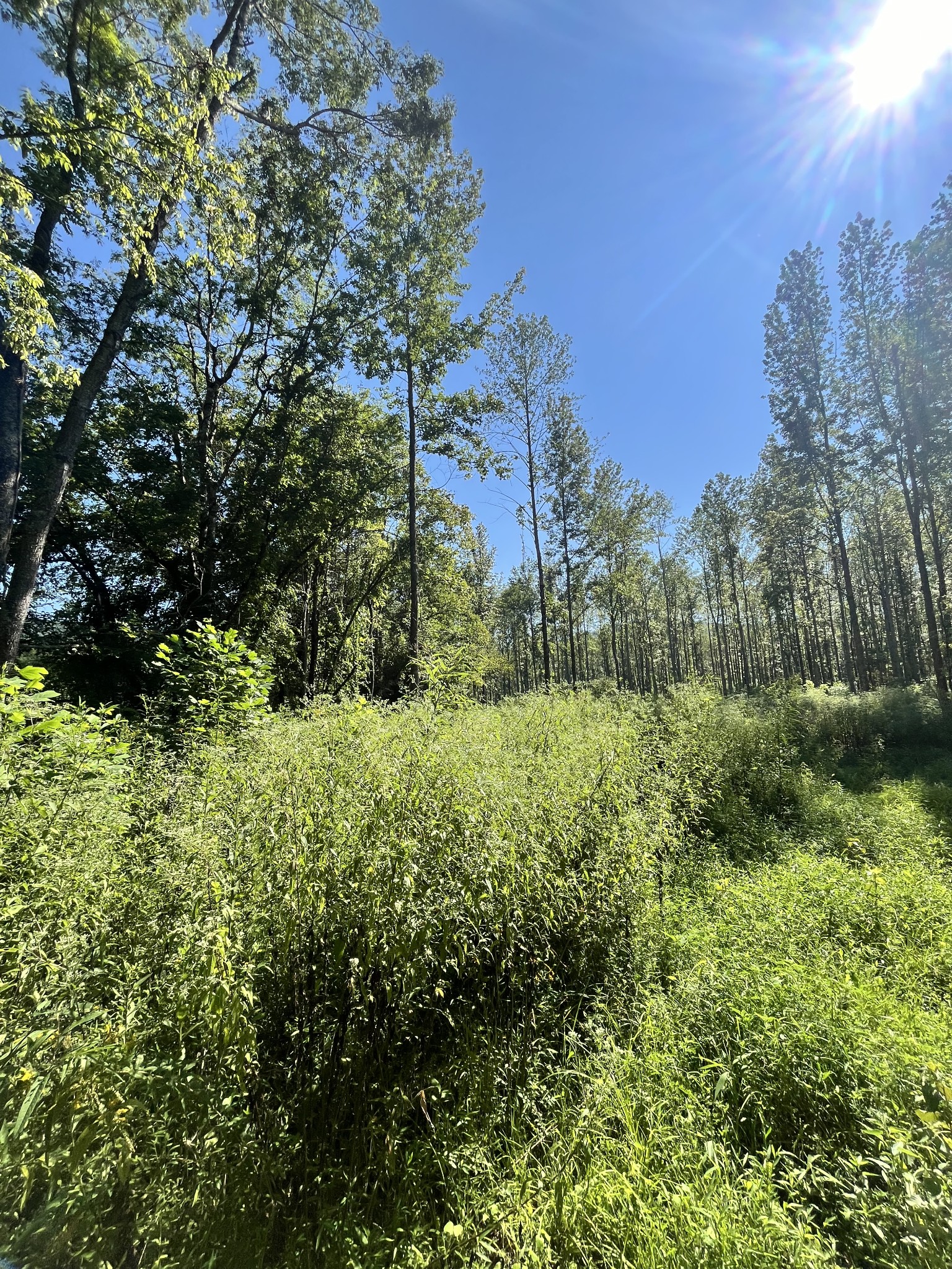 0 Big Sink Road Property Photo 11