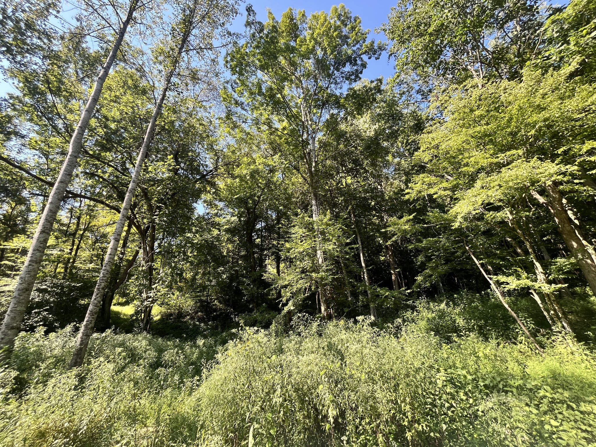 0 Big Sink Road Property Photo 12