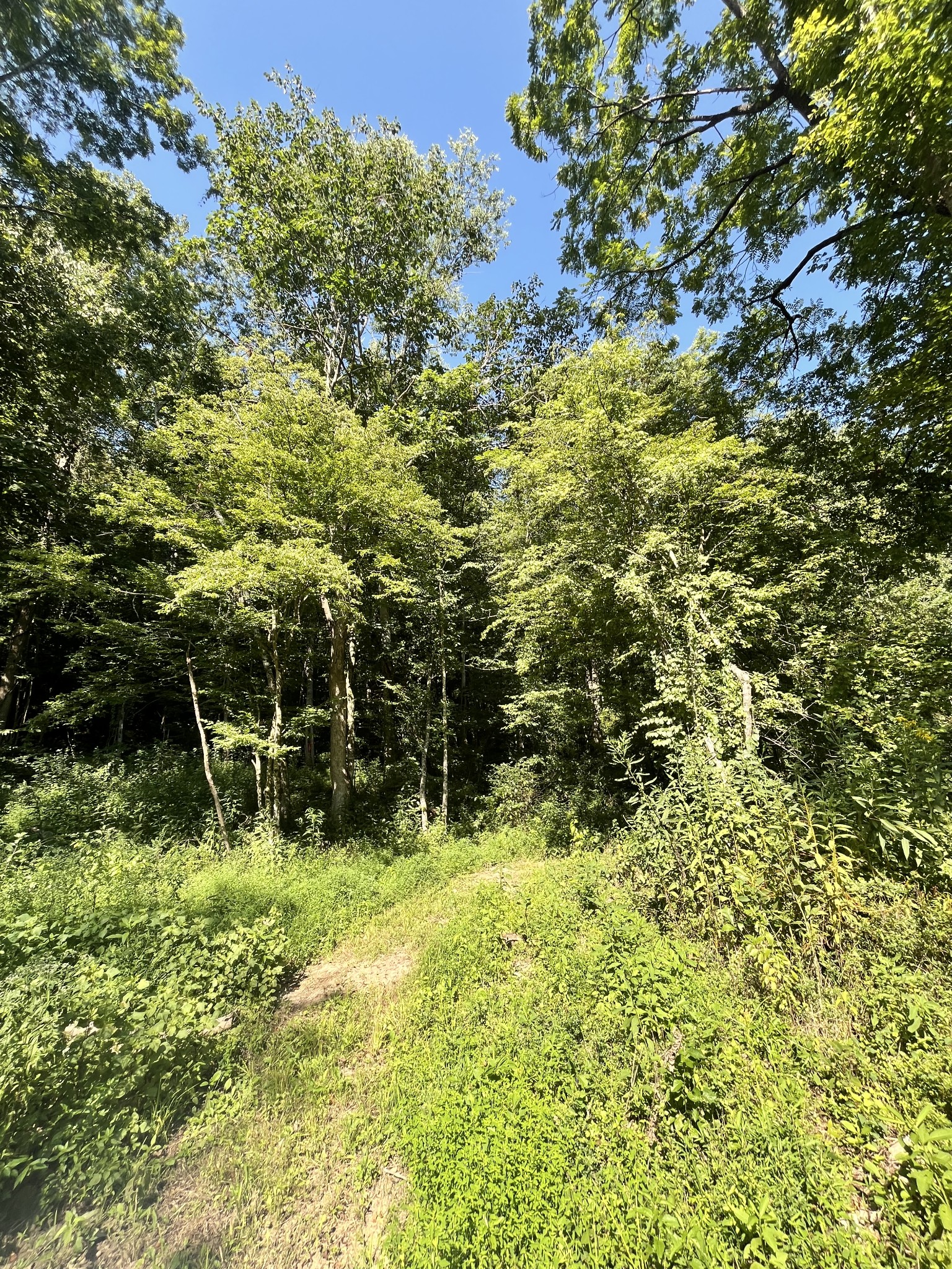 0 Big Sink Road Property Photo 13