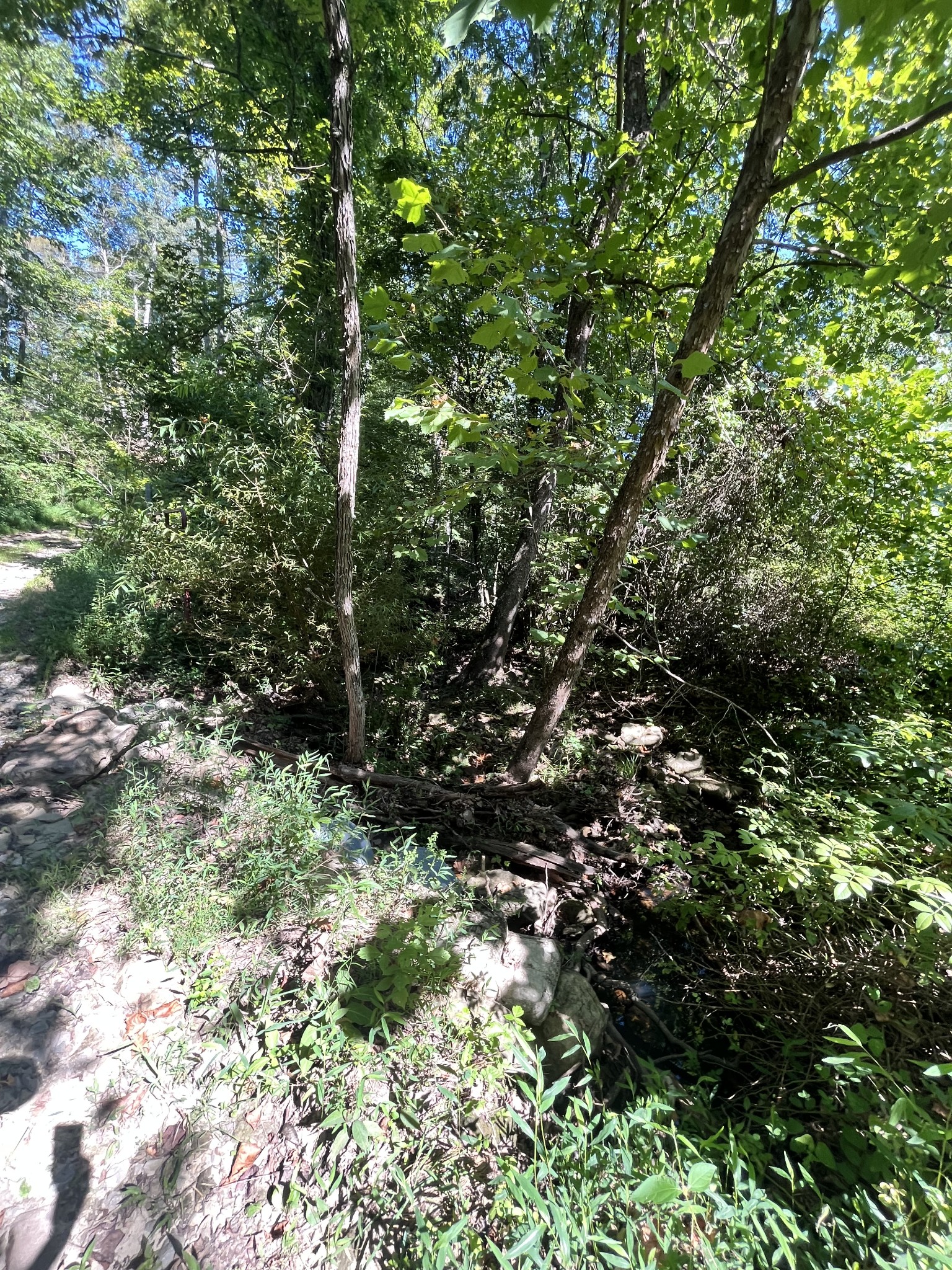 0 Big Sink Road Property Photo 14