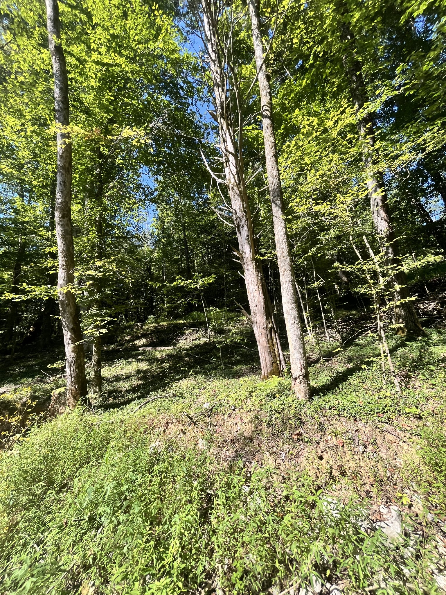 0 Big Sink Road Property Photo 15