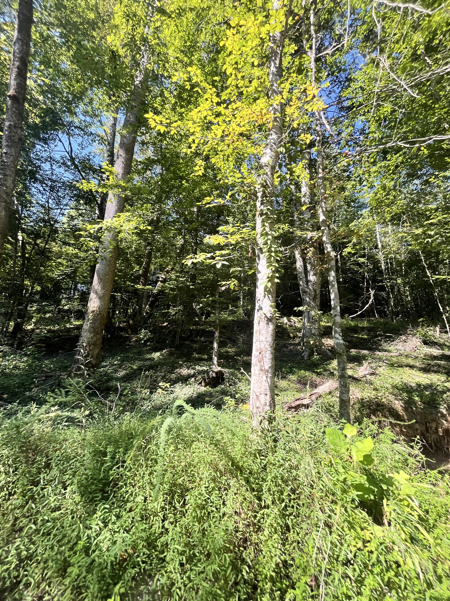 0 Big Sink Road Property Photo 16