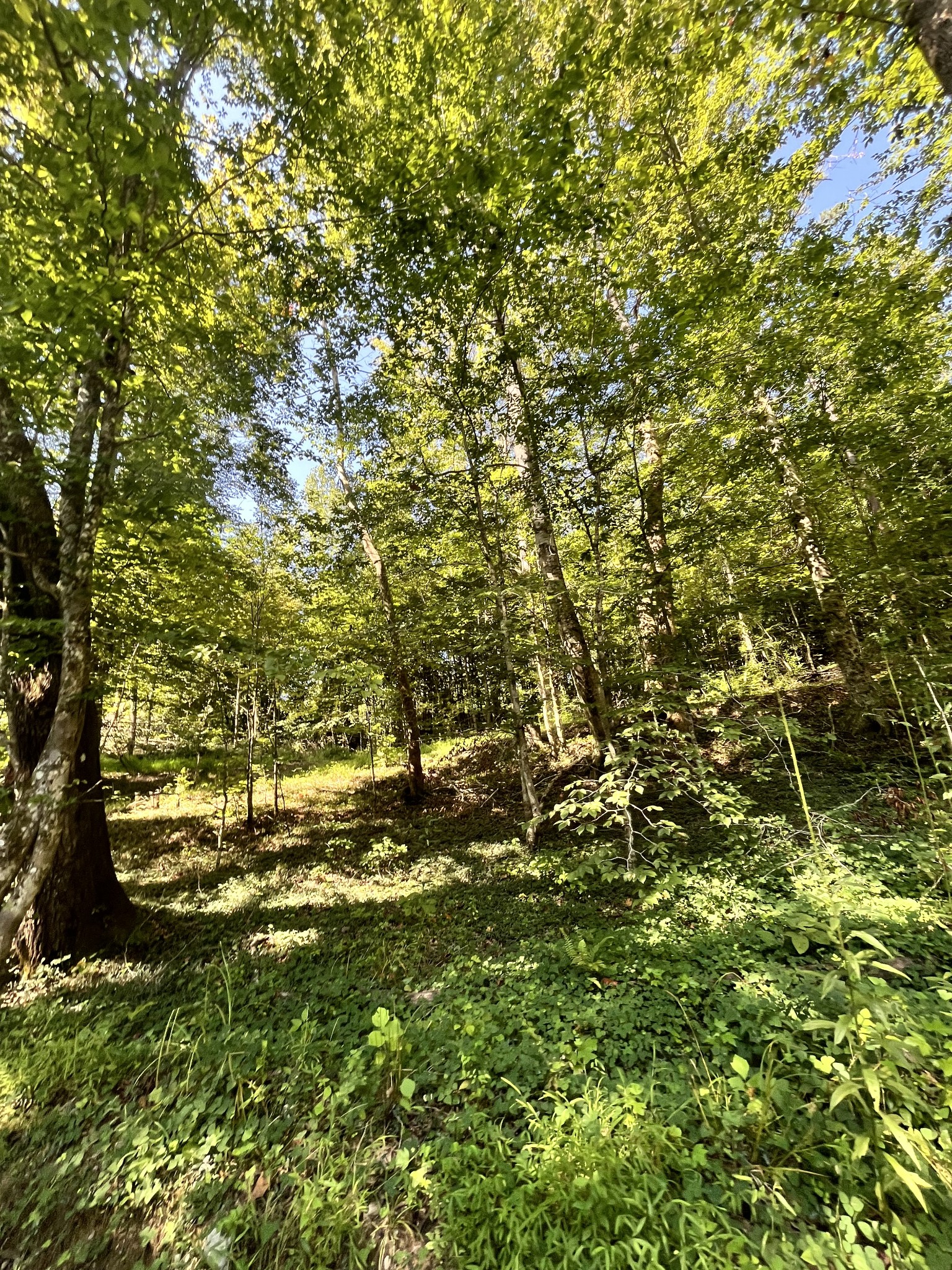 0 Big Sink Road Property Photo 17