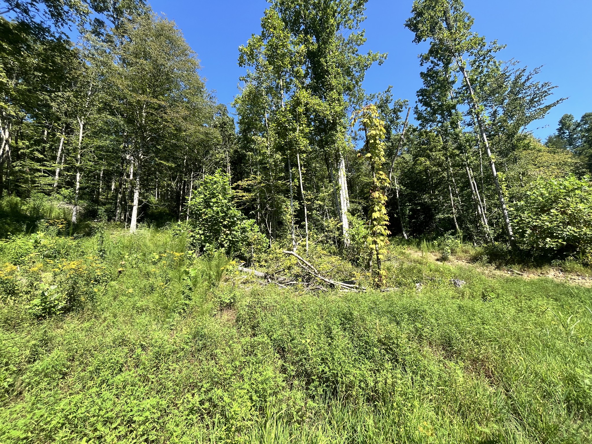 0 Big Sink Road Property Photo 19