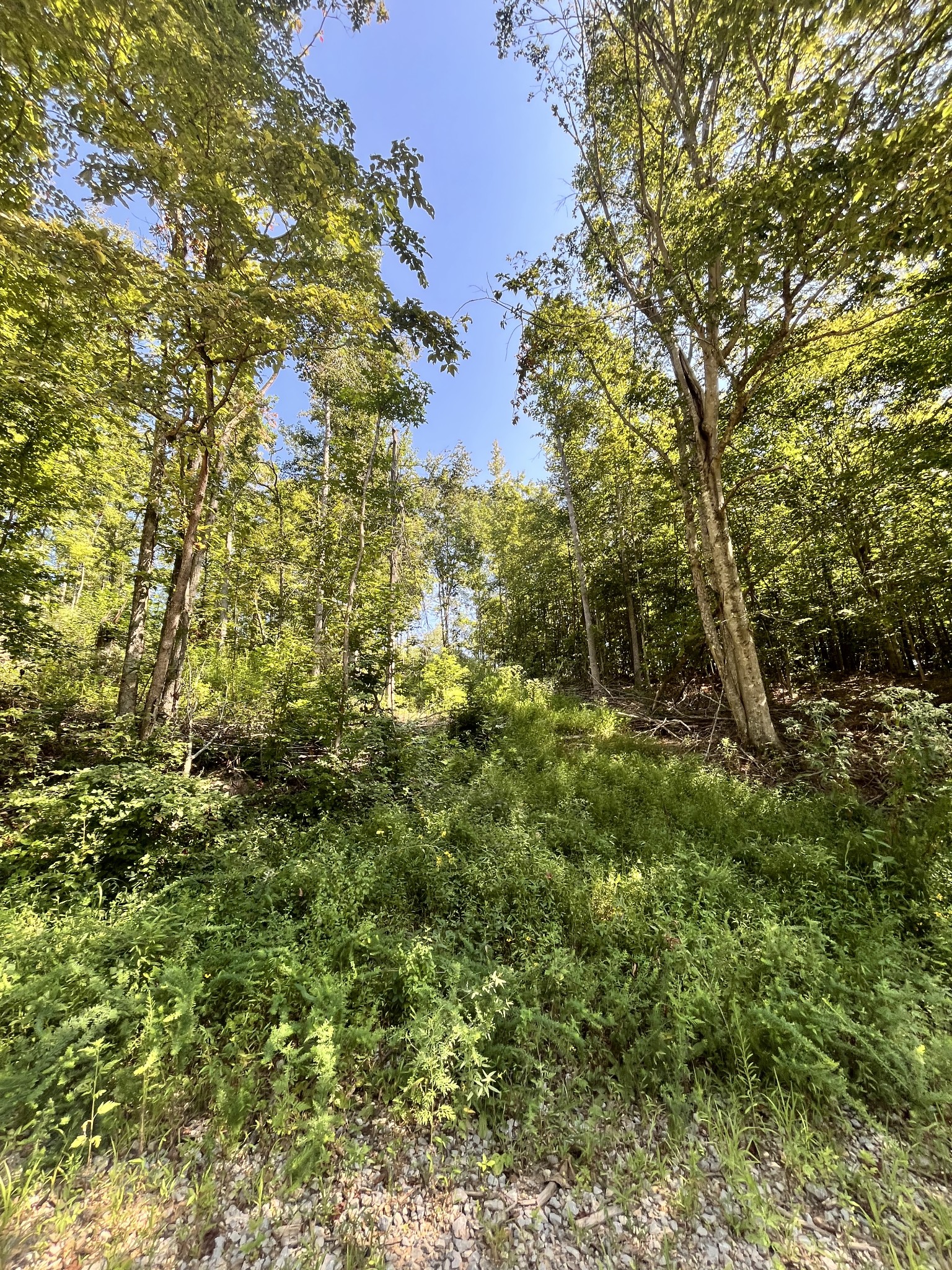 0 Big Sink Road Property Photo 21