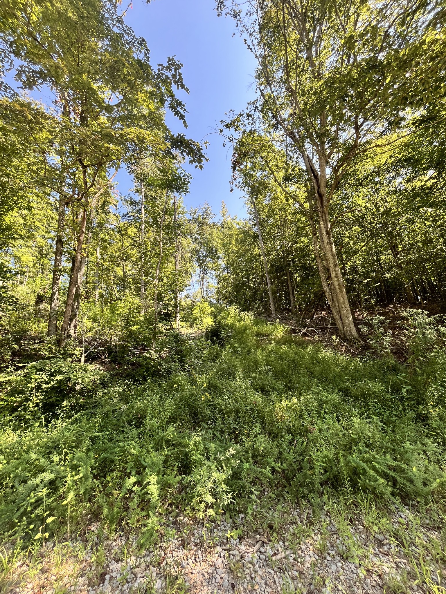 0 Big Sink Road Property Photo 22